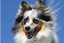 Hundeschule zum Steinbruch