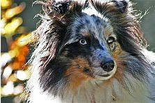 Hundeschule zum Steinbruch