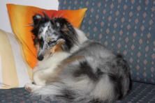 Hundeschule zum Steinbruch