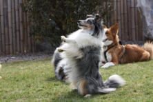 Hundeschule zum Steinbruch