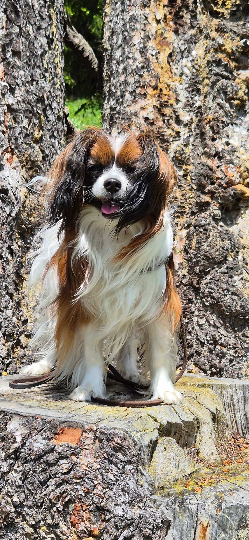 Hundeschule zum Steinbruch