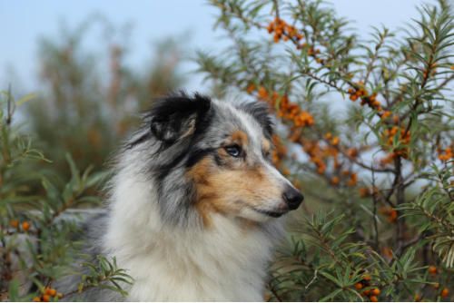 Hundesalon zum Steinbruch - Inuk