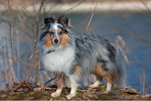 Hundeschule zum Steinbruch - Kisha