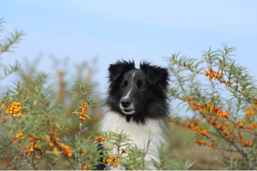Hundesalon zum Steinbruch - Pearl