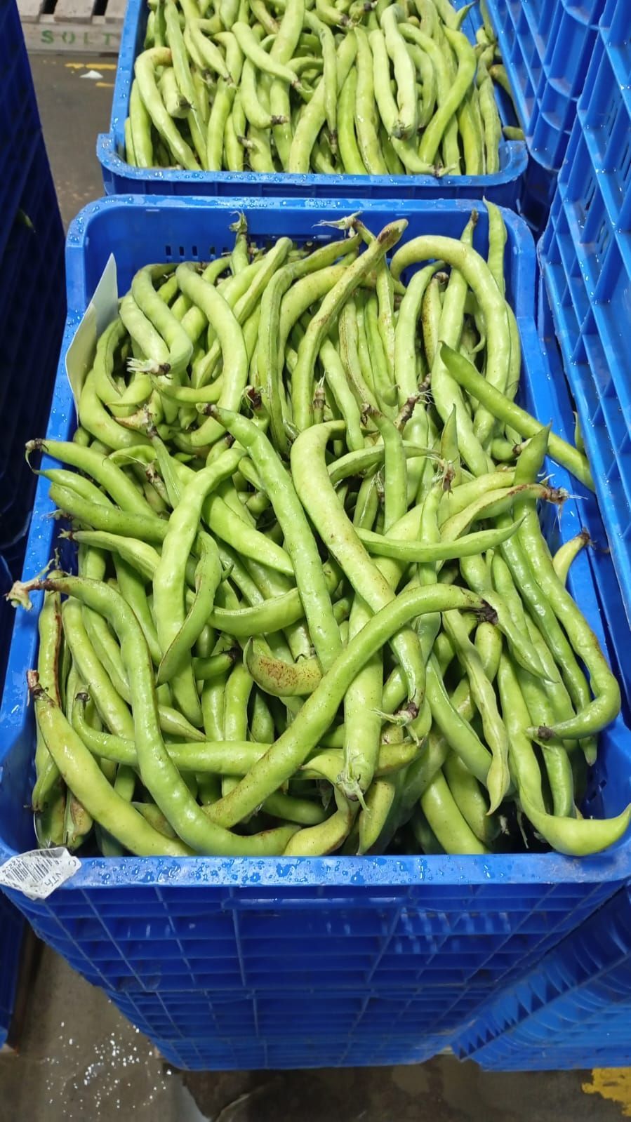 Un jardinero con guantes cuida las verduras de hoja verde en un campo.