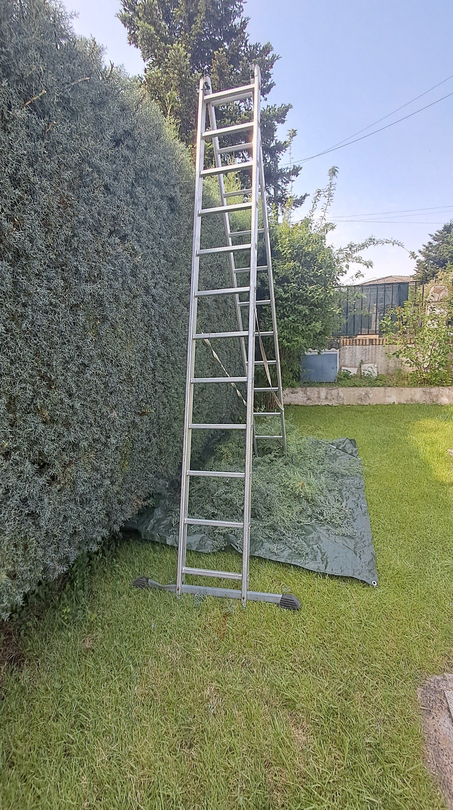Escalera alta de aluminio apoyada contra un seto verde recortado en un jardín con césped.