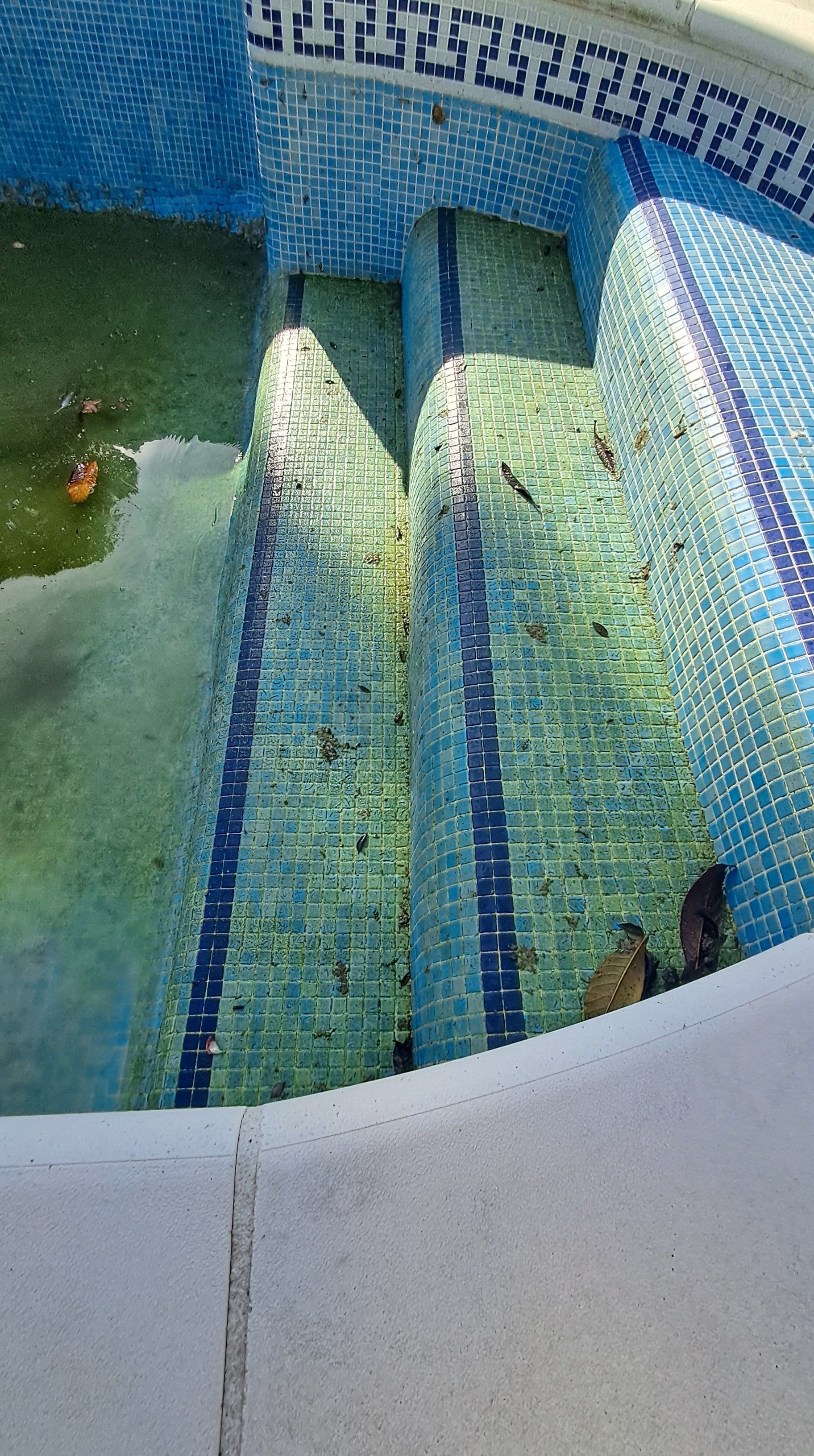 Una piscina sucia con escalones cubiertos de algas. Los escalones están rodeados de azulejos azules y blancos.