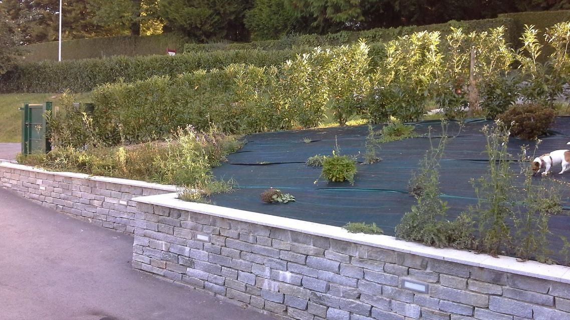 Un chien se tient dans un jardin à côté d'un mur de pierre.