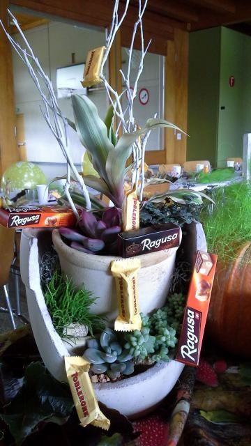 Une plante en pot est entourée de barres chocolatées et d'une boîte de reggiano