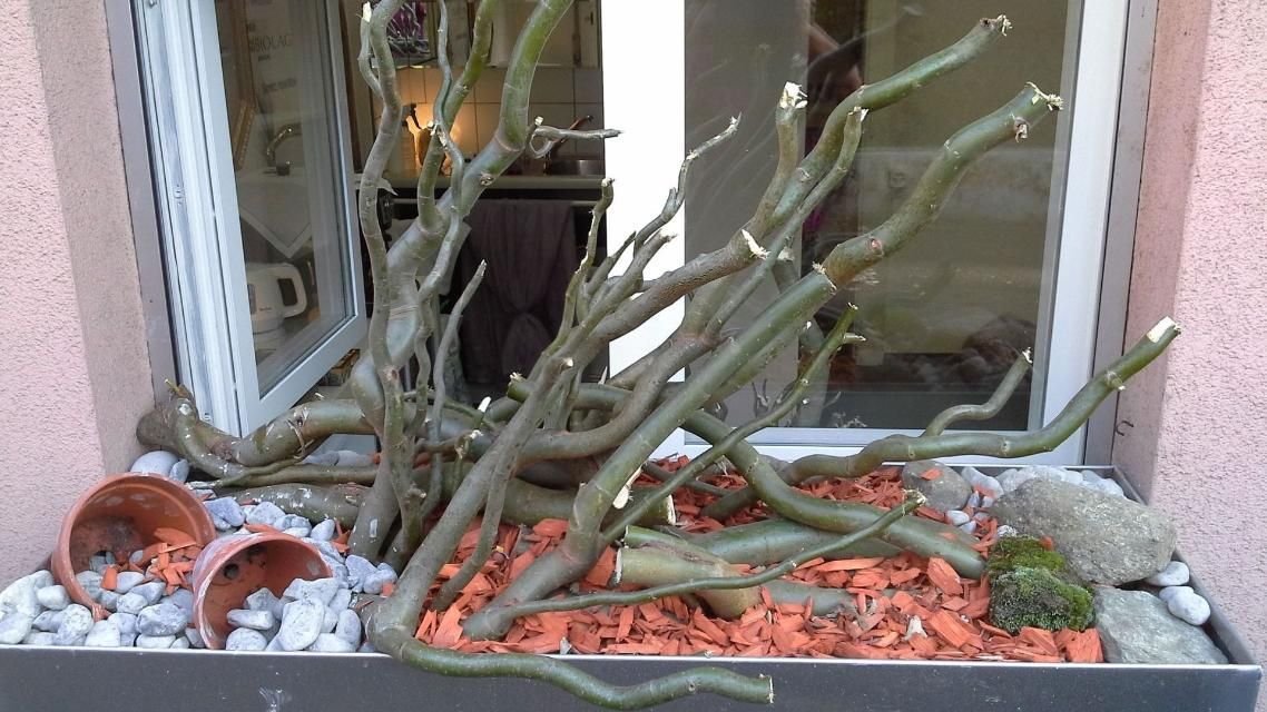 Une plante en pot est posée sur un rebord de fenêtre à côté d'une fenêtre.