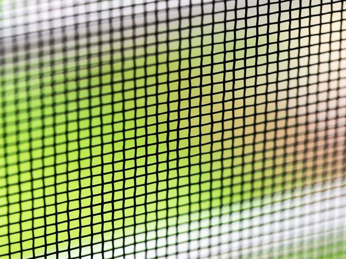Un primer plano de un mosquitero con un fondo verde.