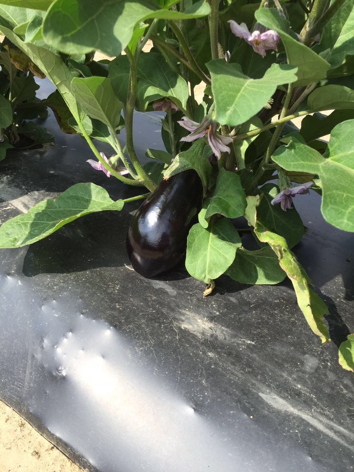 Aubergines