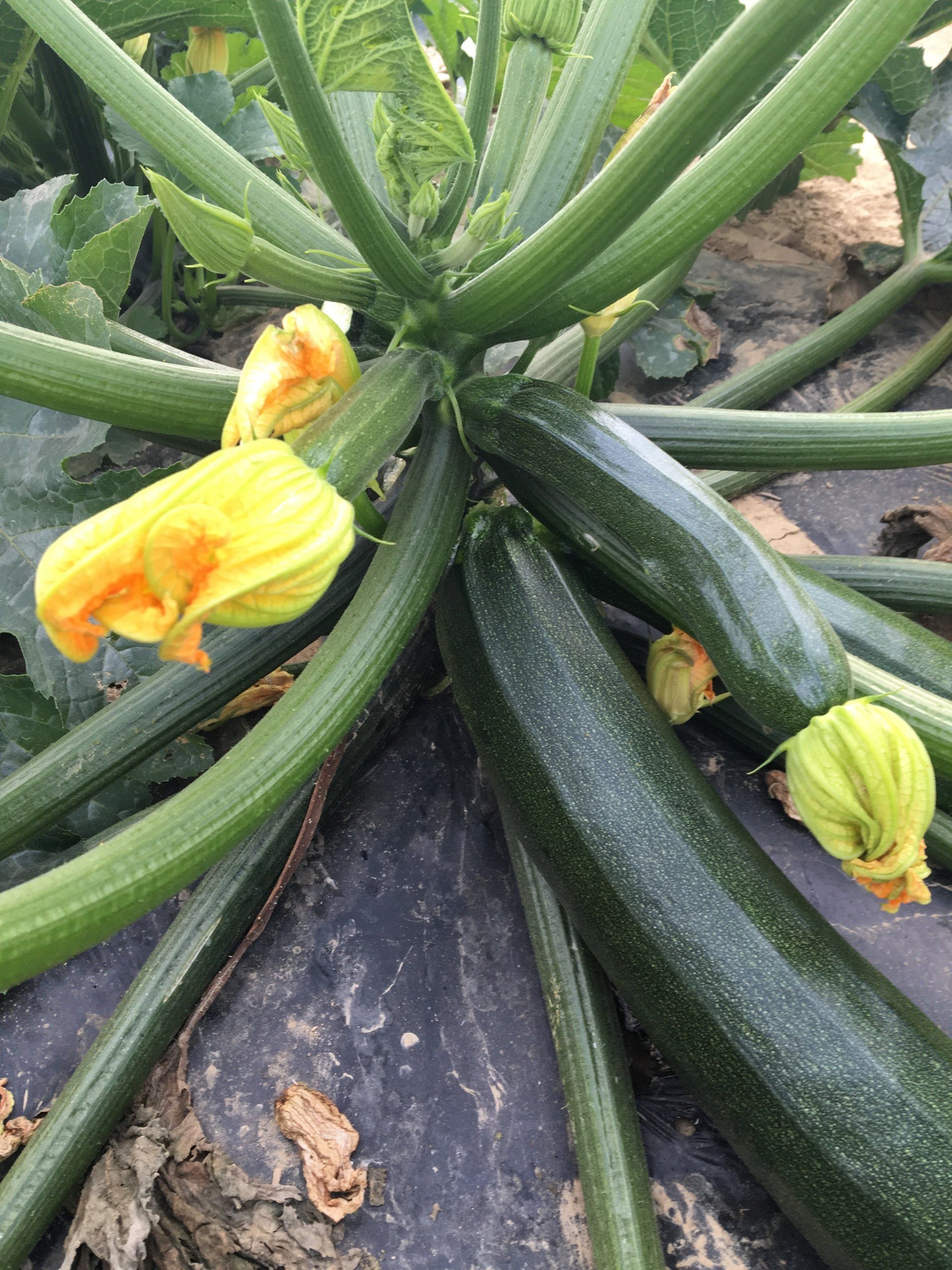 Courgettes