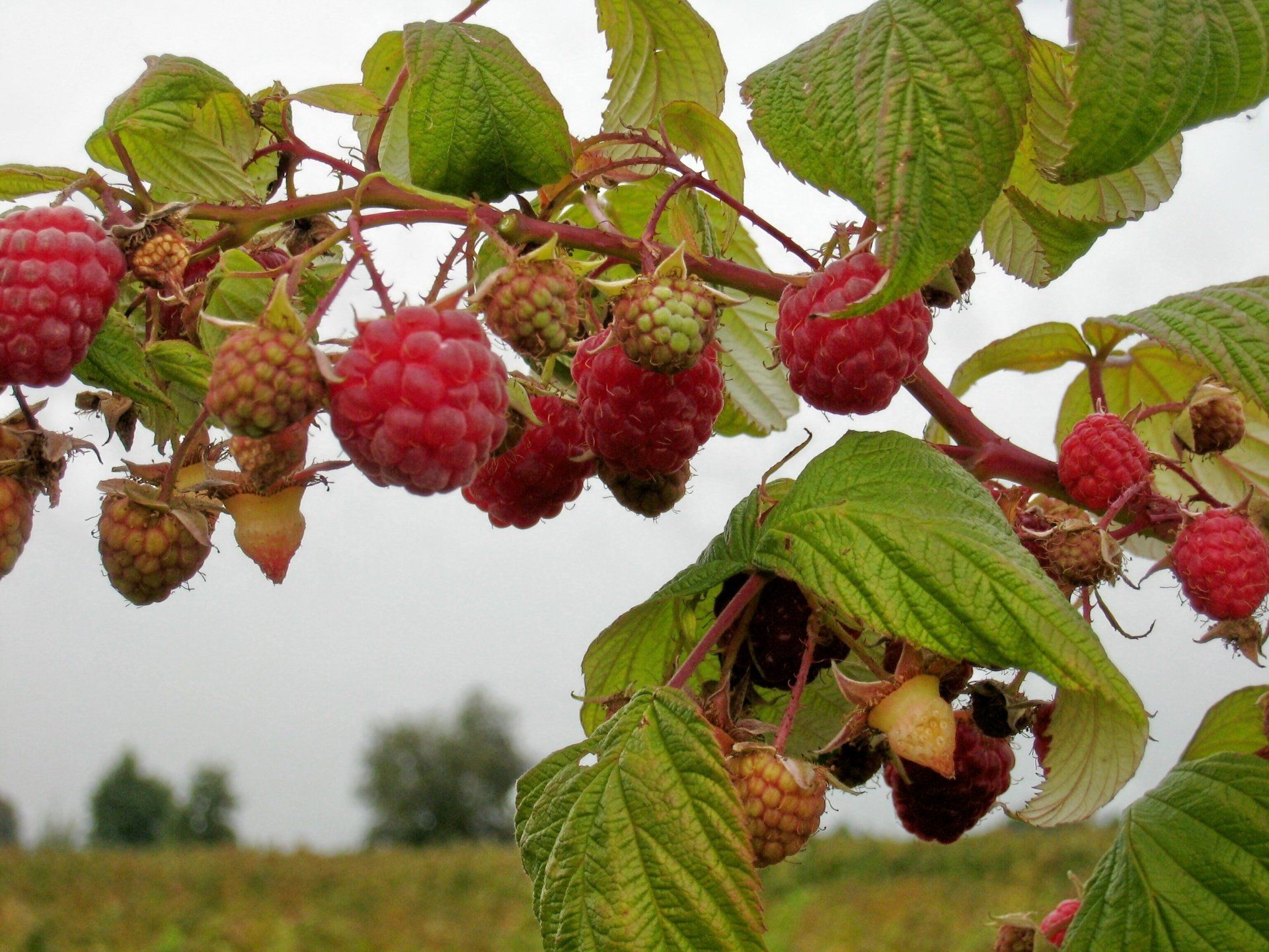 Framboises