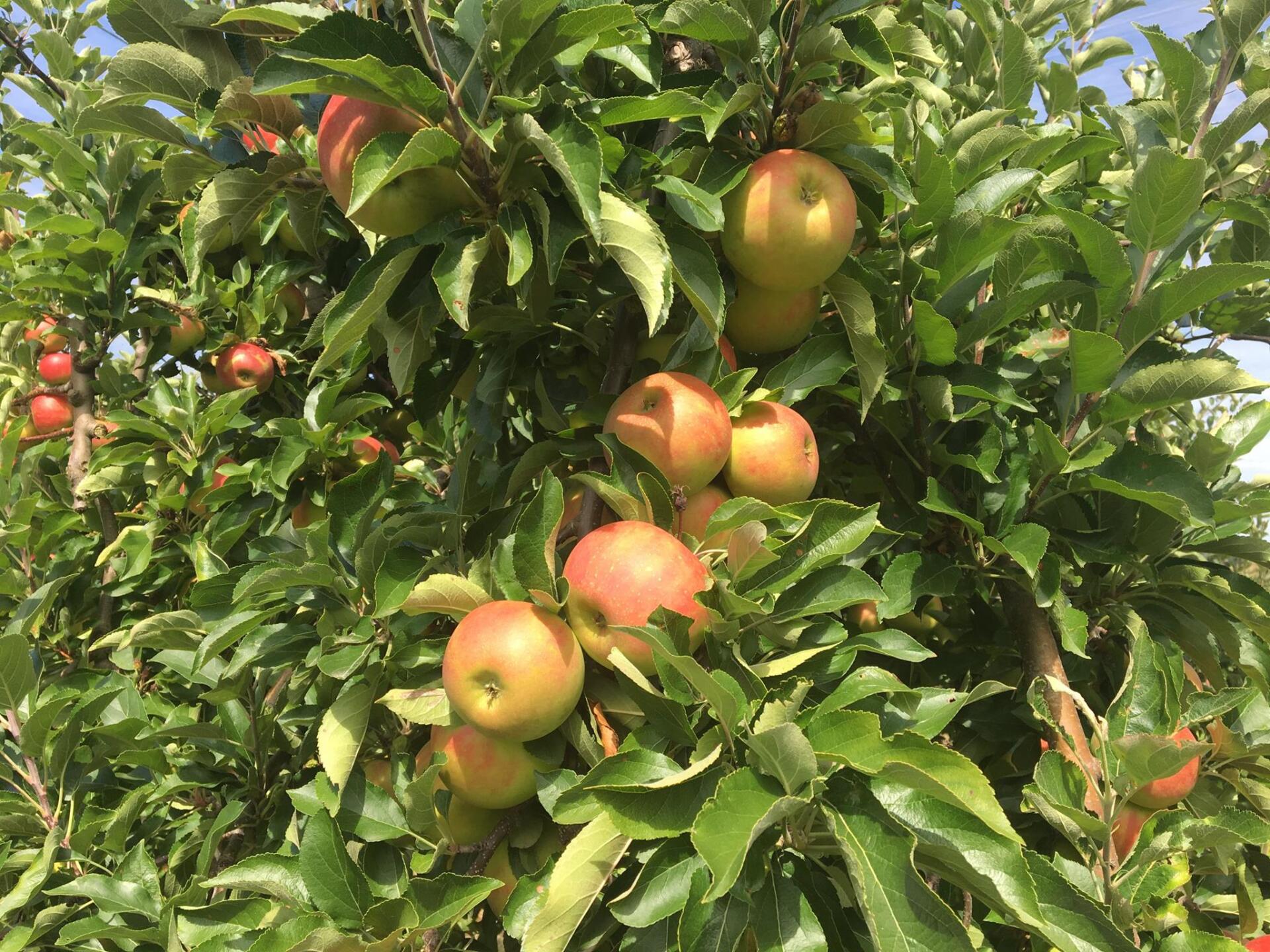 Pommes ensoleillées