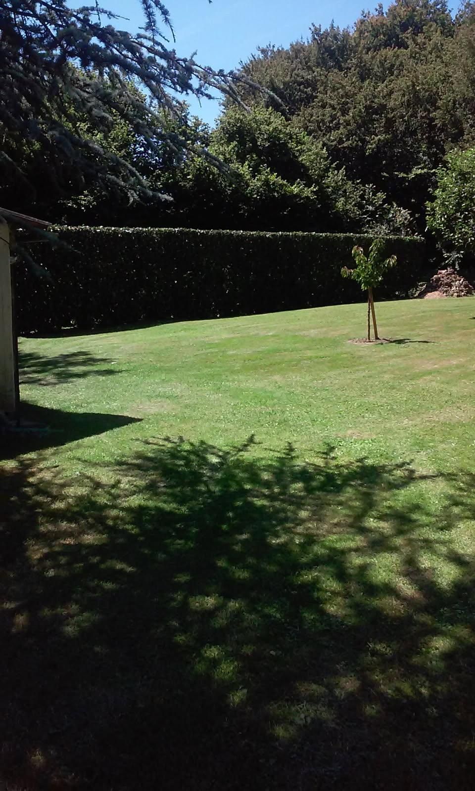 Une pelouse ensoleillée à l'arrière de la maison présente un petit arbre en son centre, bordé d'une haute haie et de branches d'arbres surplombantes.