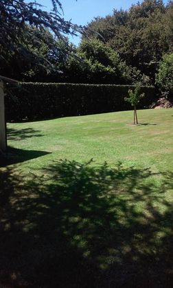 Une pelouse ensoleillée à l'arrière de la maison présente un petit arbre en son centre, bordé d'une haute haie et de branches d'arbres surplombantes.
