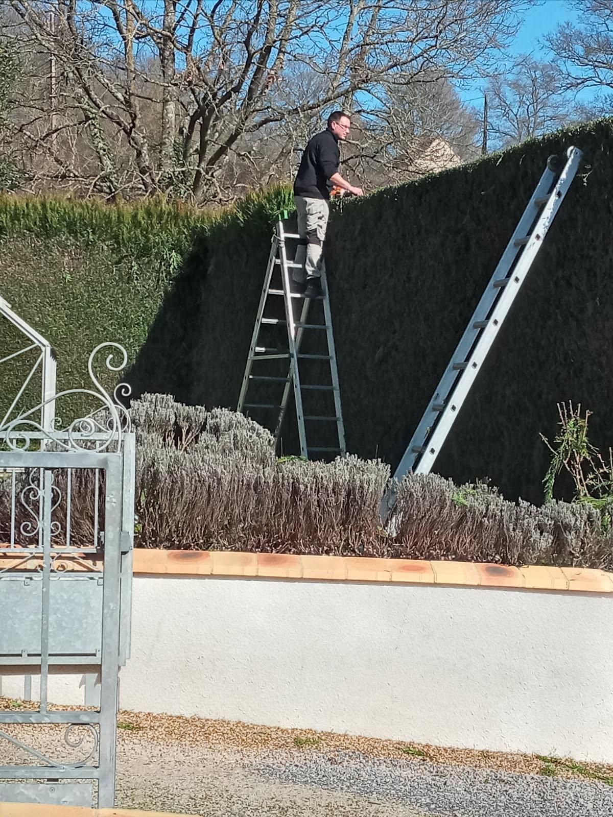 Une personne se tient debout sur une grande échelle en forme de A, taillant une haute haie verte.