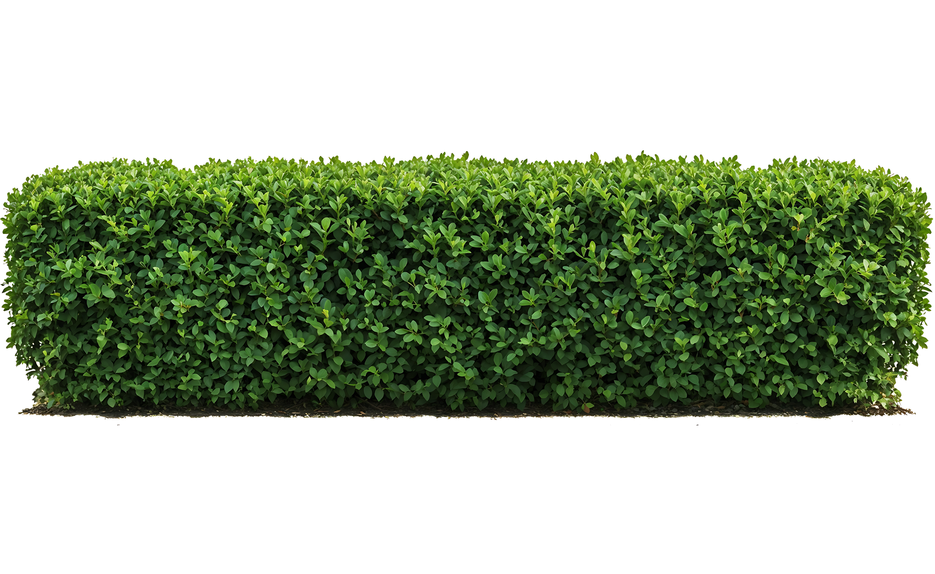Une haie de jardin rectangulaire et verte, aux feuilles denses et étagées.