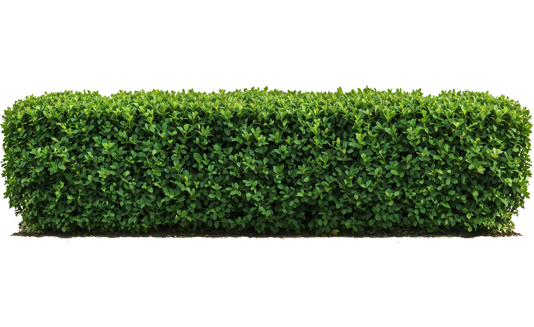 Une haie de jardin rectangulaire et verte, aux feuilles denses et étagées.