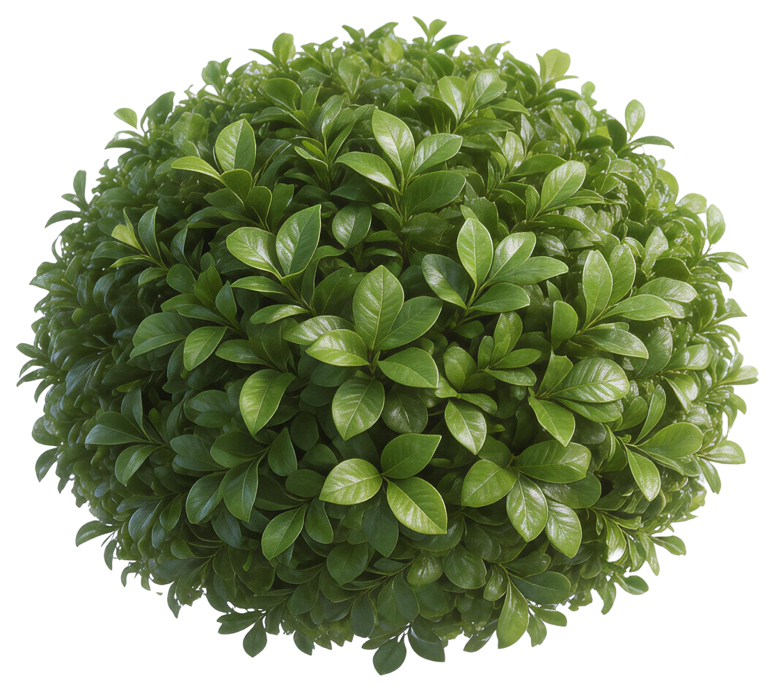 Un arbuste topiaire rond, aux feuilles denses, brillantes et d'un vert foncé éclatant.