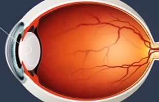 Un diagrama del interior de un ojo humano.