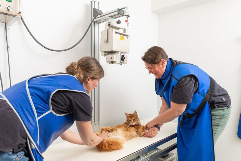 Tierärzte Niedervieland Dr. Hagens & Dr. U.Rathjens 