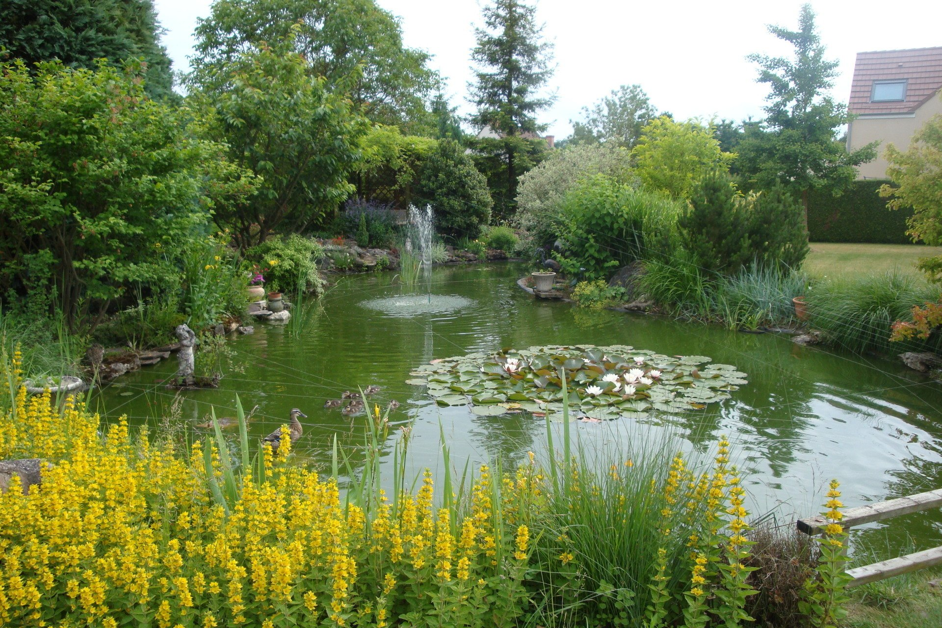 Bassin algues Un bassin de jardin coloré avec une petite fontaine, entouré d'arbres, de nénuphars blancs et de fleurs sauvages jaunes