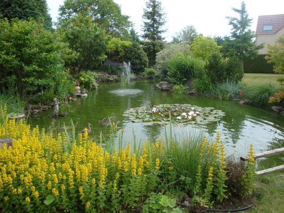 Un étang avec une fontaine centrale, des nénuphars et des canards, entouré d'arbres et de fleurs sauvages jaunes