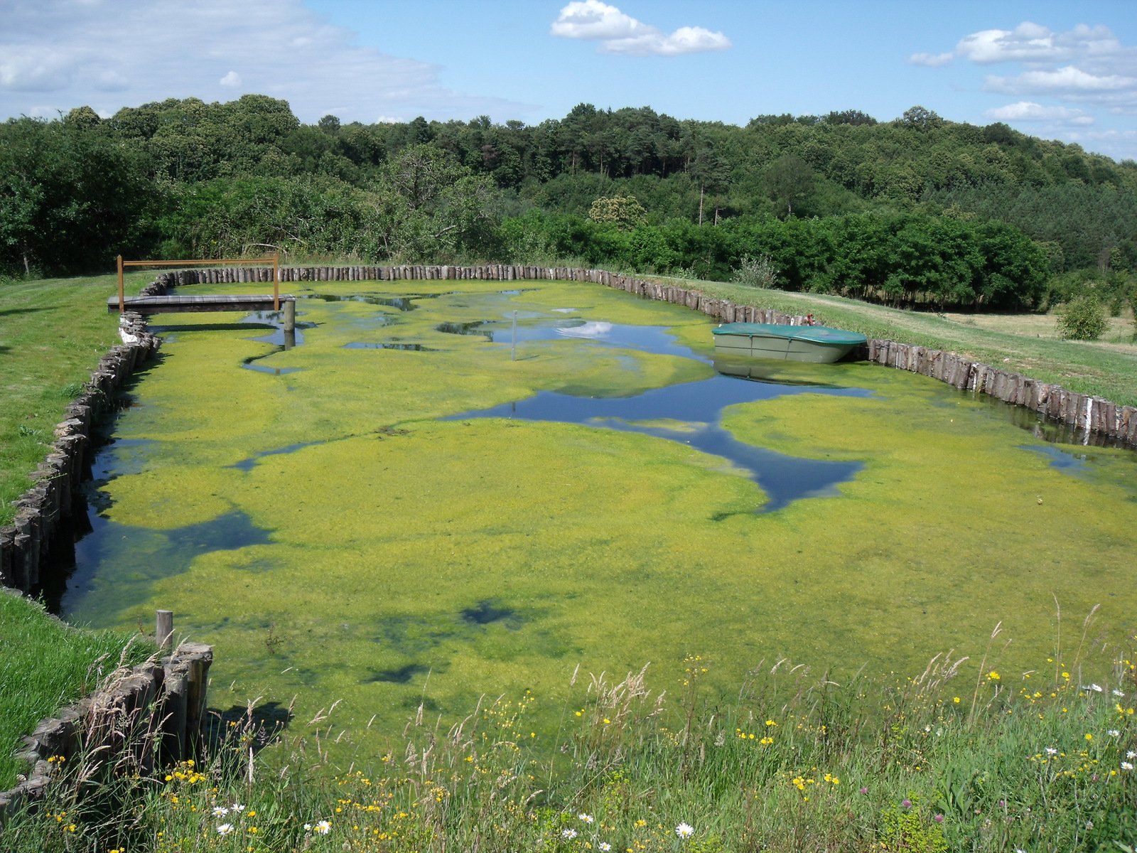 Algues filamenteuses - avant traitement