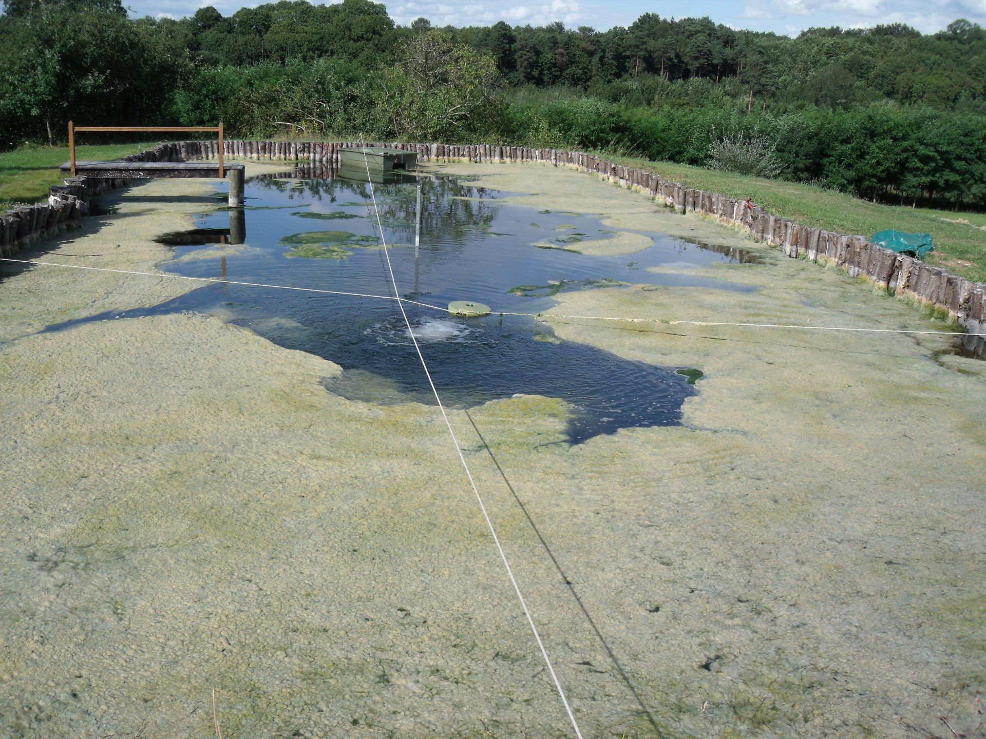 Algues filamenteuses - traitement en cours