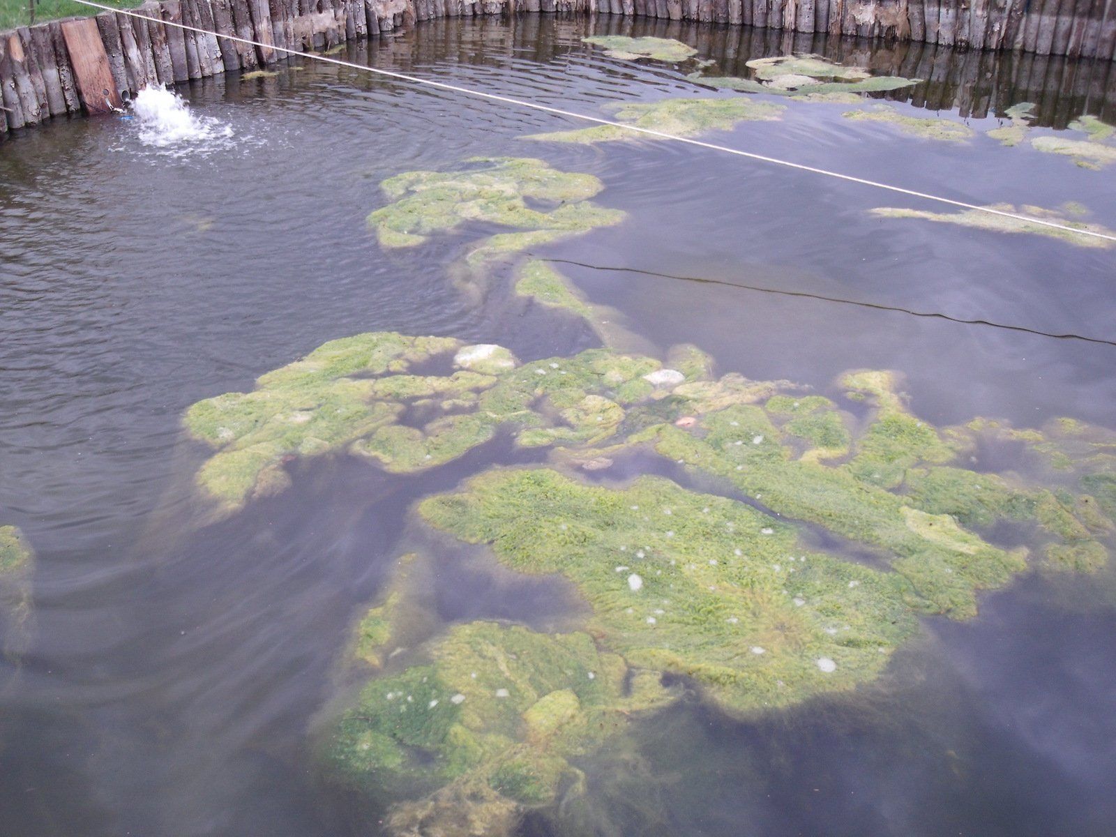 Algues filamenteuses bassin