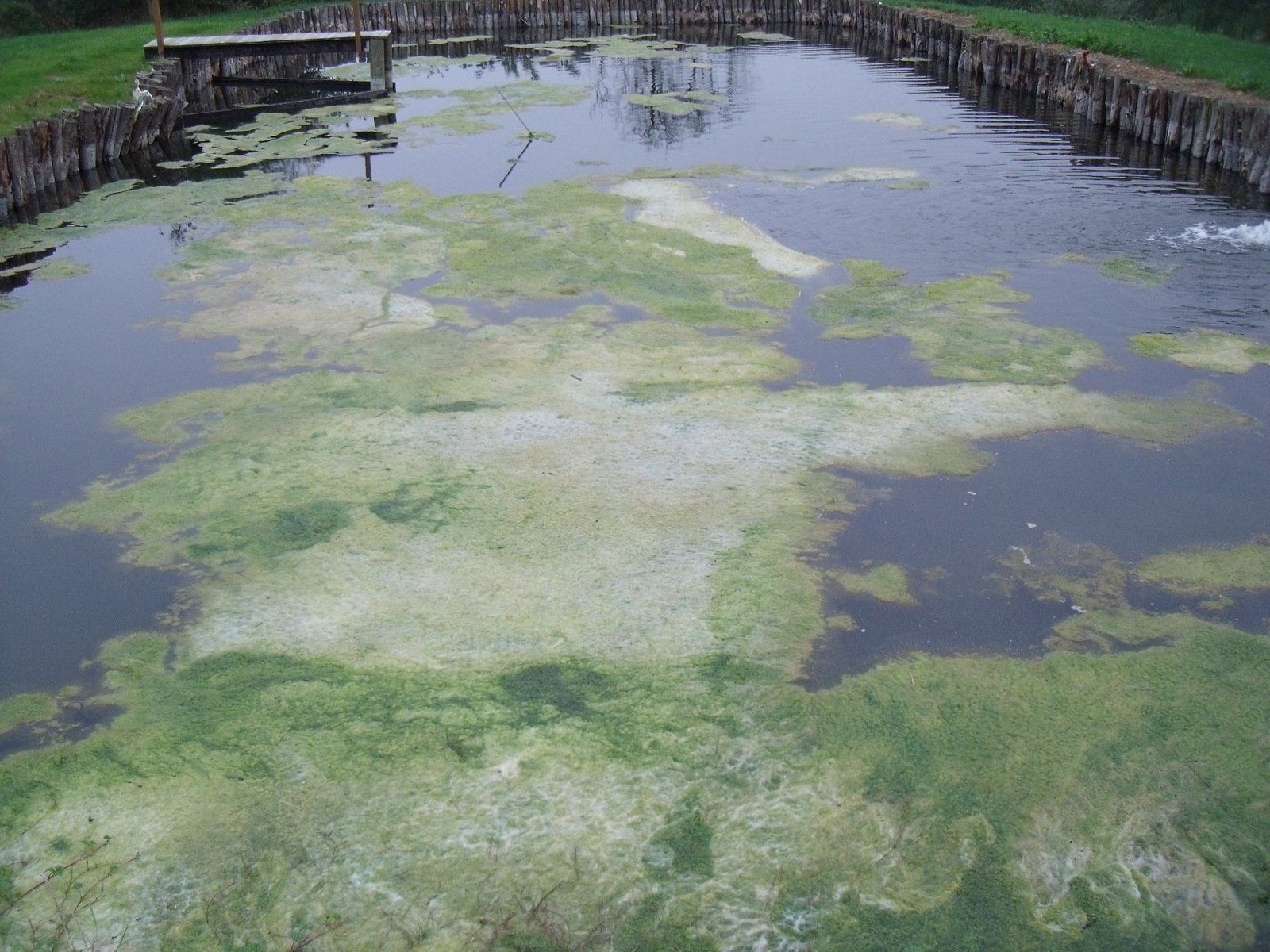 Algues en train de disparaître