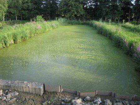 Bassin eau verte / Zeomax
