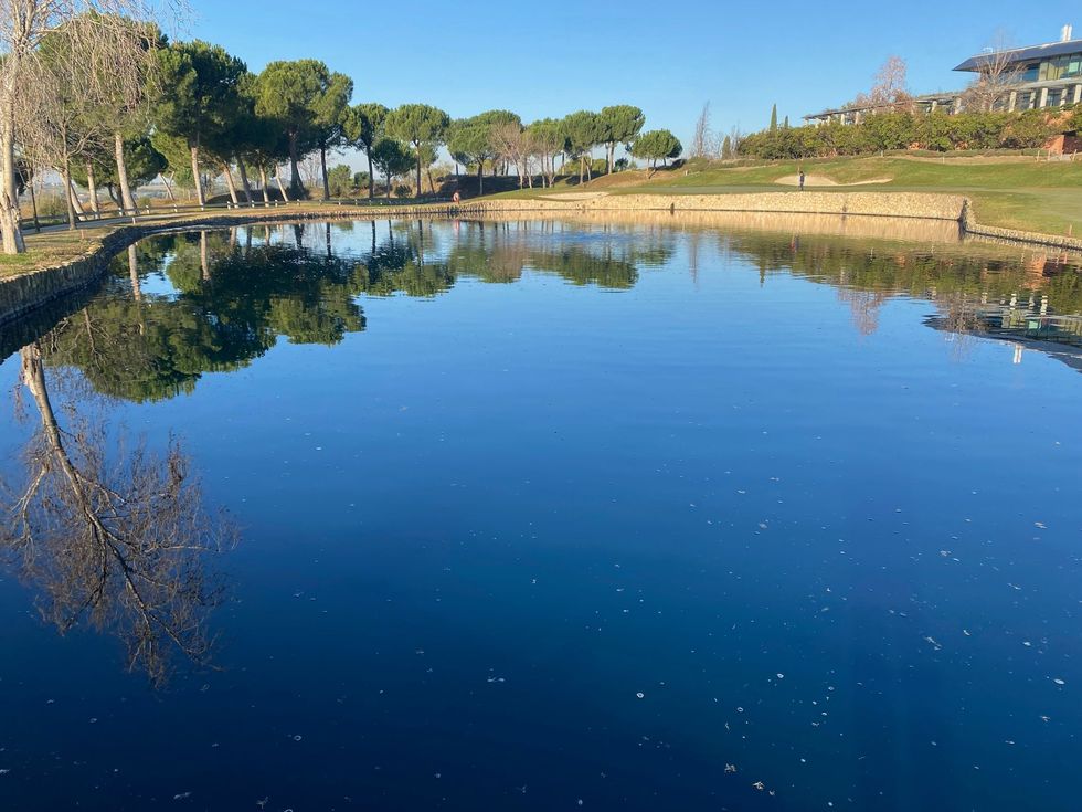 Estanque tranquilo de un parque que refleja el cielo azul, los árboles y las orillas cubiertas de hierba en un día soleado
