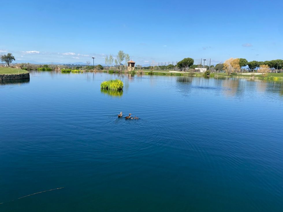 Un lago azul con dos patos nadando, una pequeña isla verde y una orilla rocosa bajo un cielo despejado.