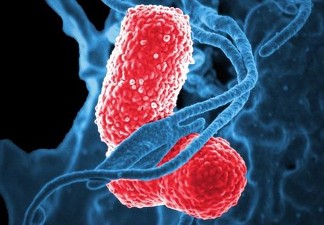 Células bacterianas rojas entrelazadas con hebras de ADN azules sobre un fondo oscuro.