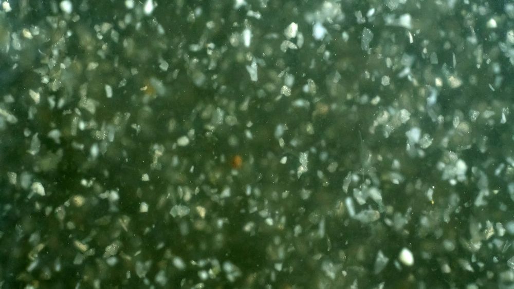 Primer plano abstracto de follaje verde con reflejos blancos dispersos y una pequeña mancha naranja.