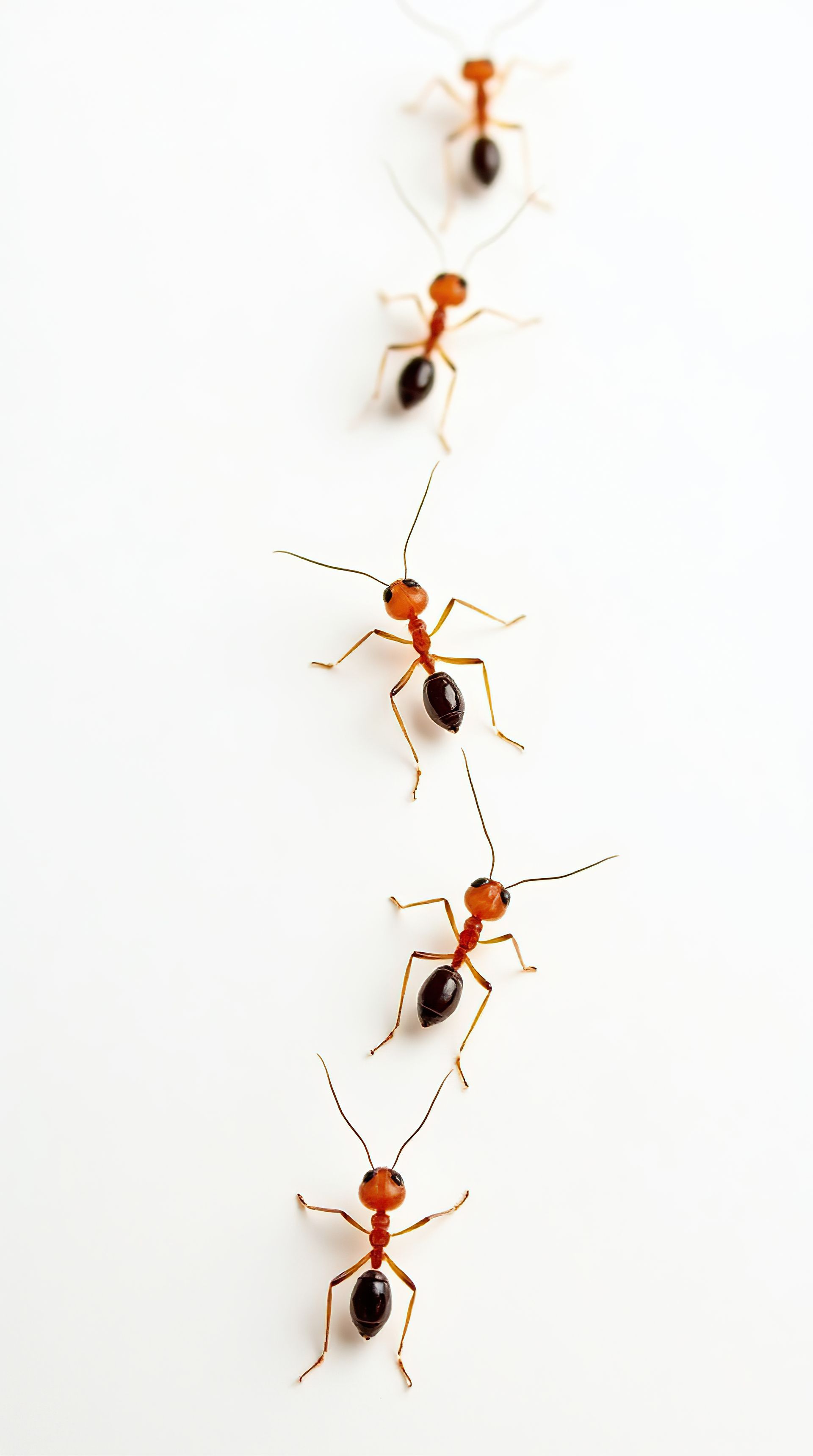 Ligne de fourmis