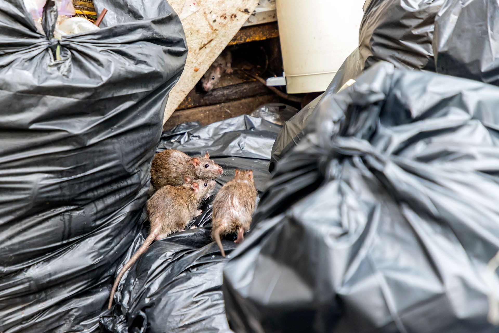 Rats sur des sacs de poubelle