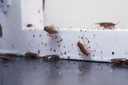 Cafards sur une plinthe