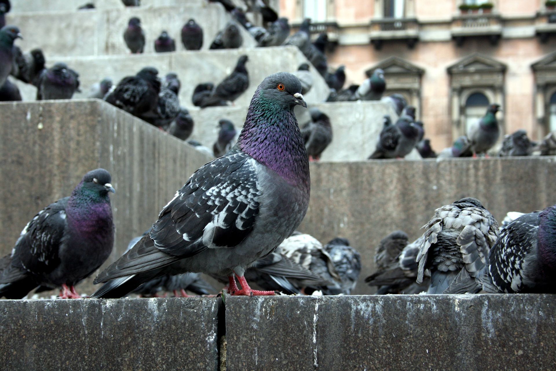 Pigeons sur un monument