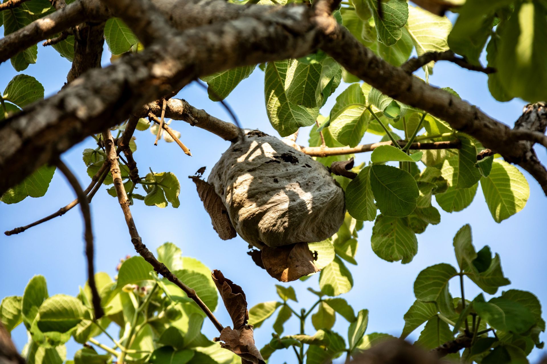 Nid de frelons dans un arbre