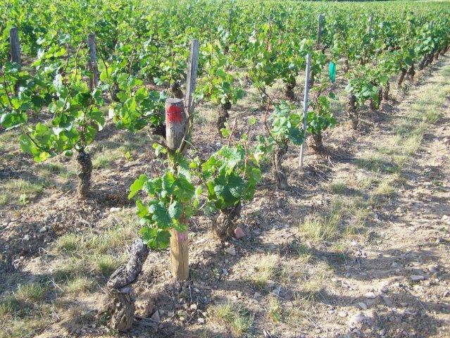 Expertise viticole-derive phytosanitaire