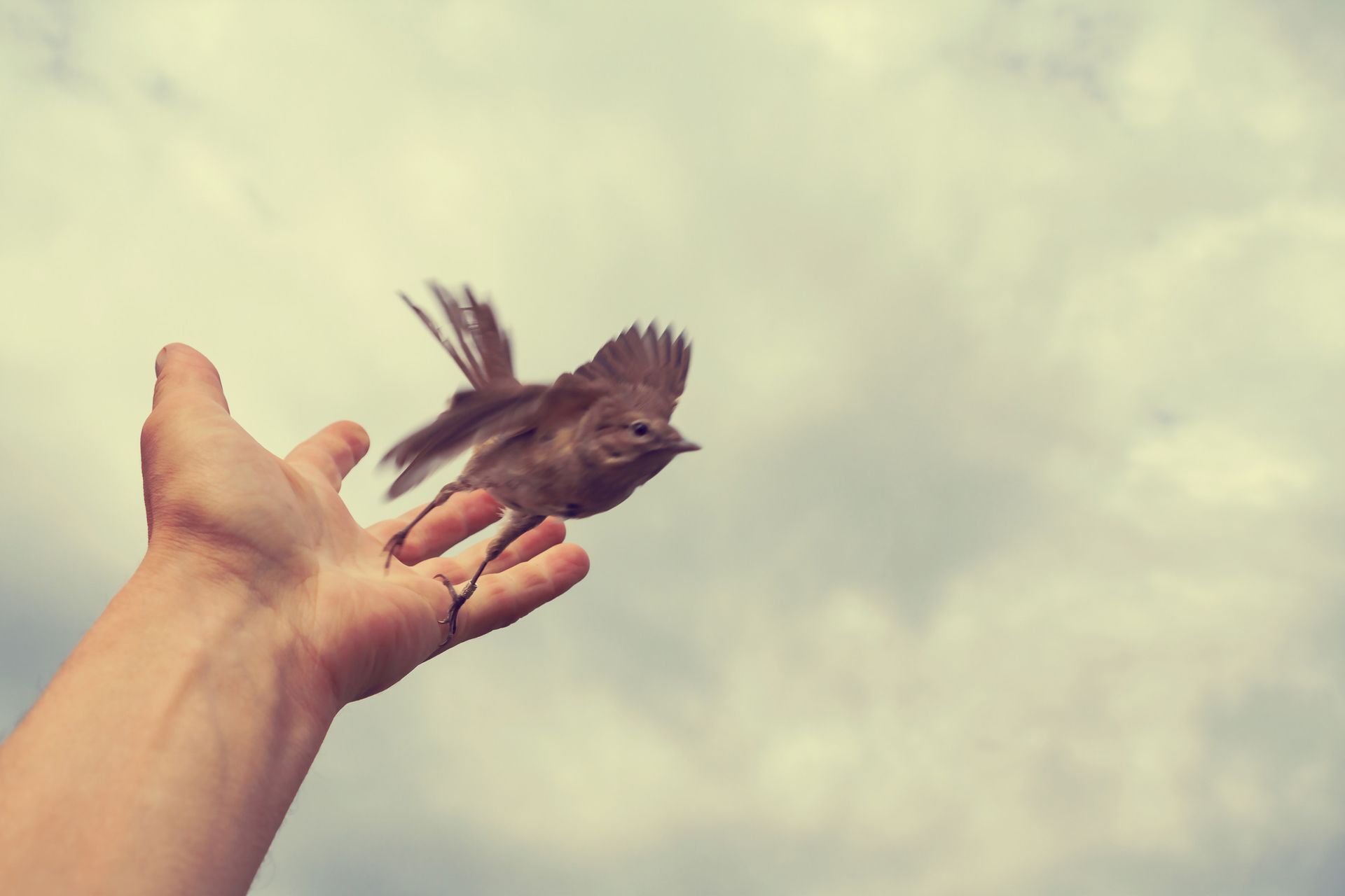 Una persona sostiene un pájaro en su mano en el cielo.