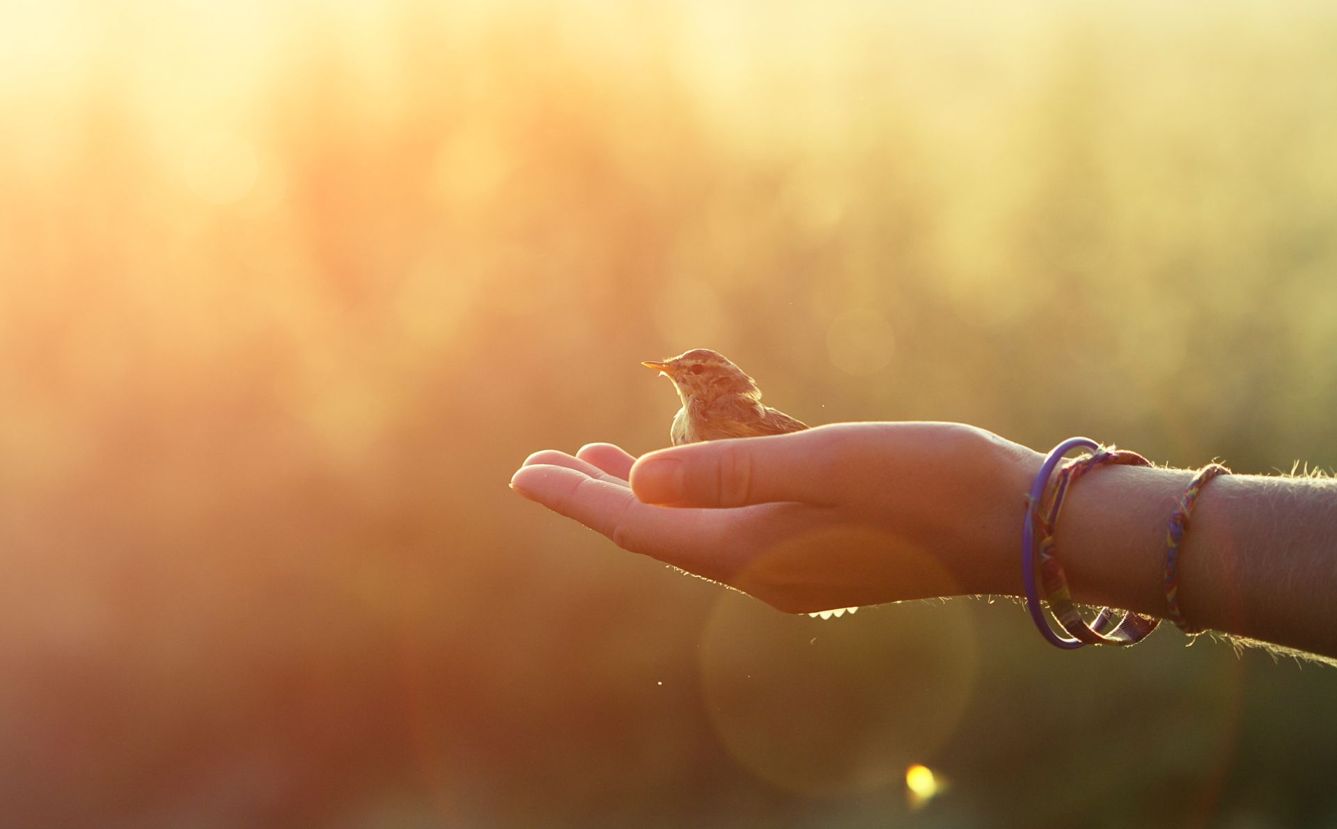 Una persona sostiene un pájaro pequeño en su mano.