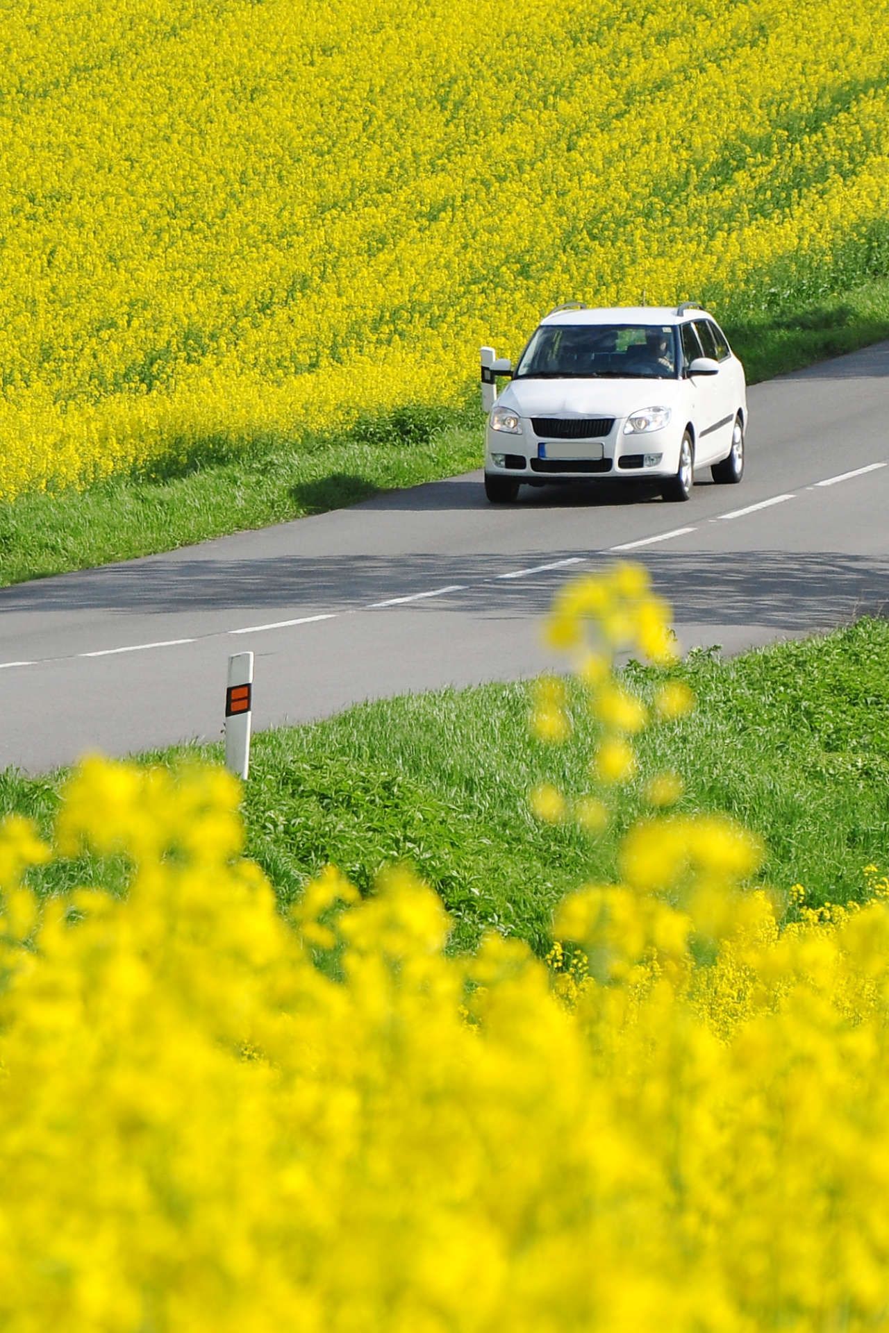 Auto im Frühjahr fährt durch ein Rapsfeld