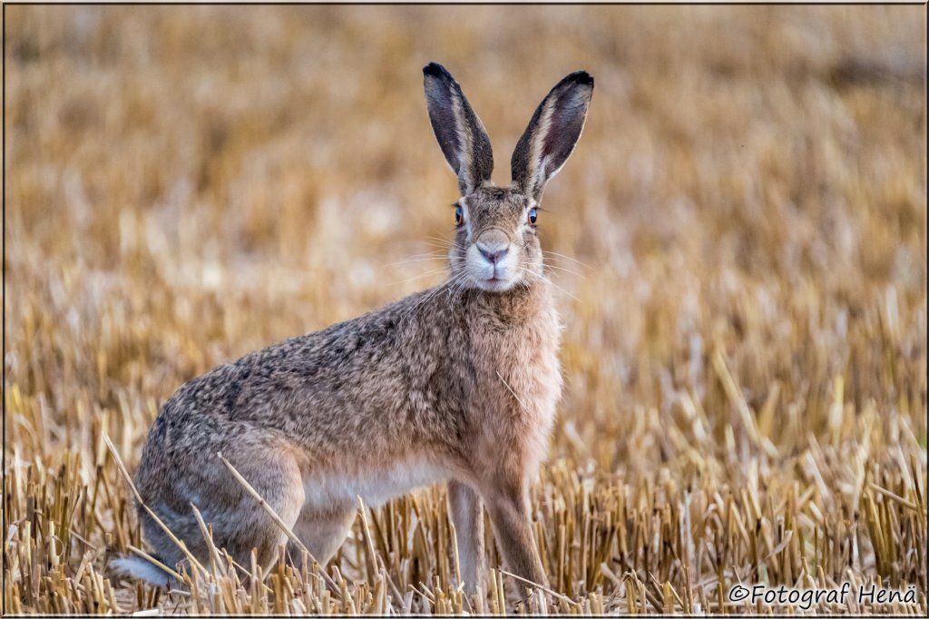 Feldhase!