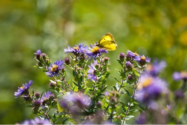 Mariposa amarilla posada sobre flores moradas.