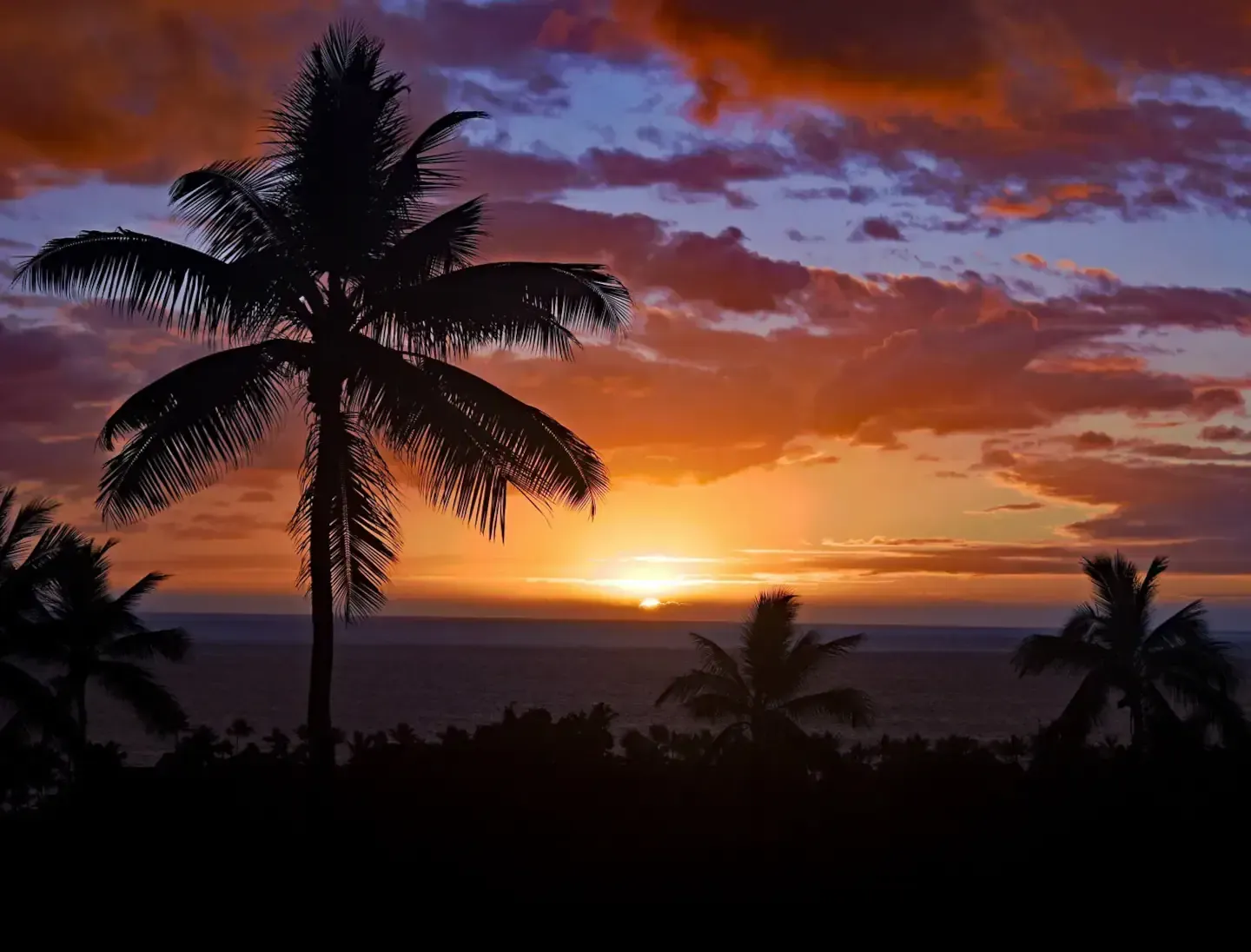 A sunset over the ocean with palm trees in the foreground
